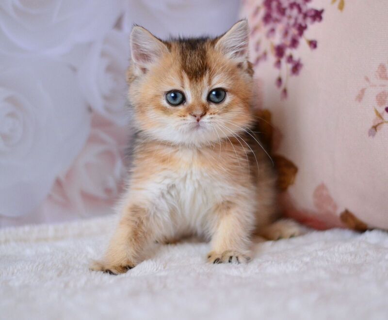 Fifa British Shorthair female, black golden ticked tabby