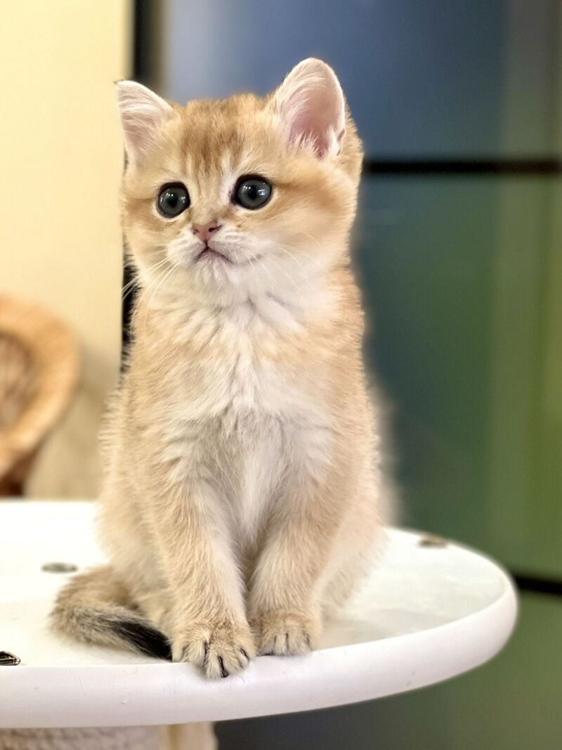 Diamond British Shorthair male black golden shaded - live animals