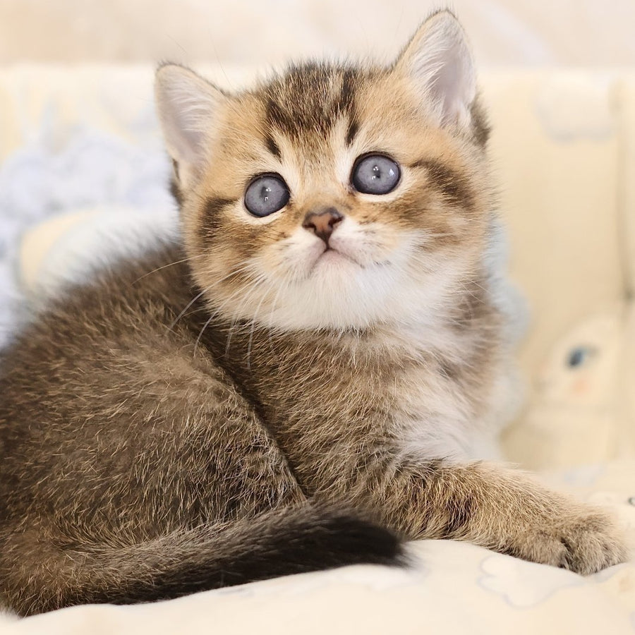 Emir Scottish Straight male, black golden ticked tabby