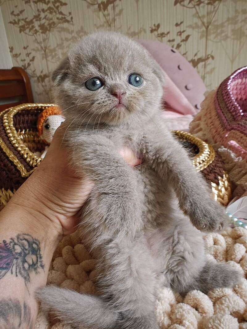 Umi Scottish Fold male, lilac
