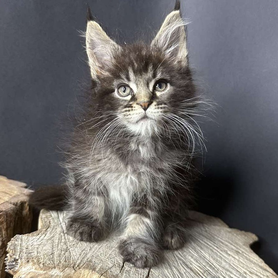 Sandra Maine Coon female, black silver ticked tabby