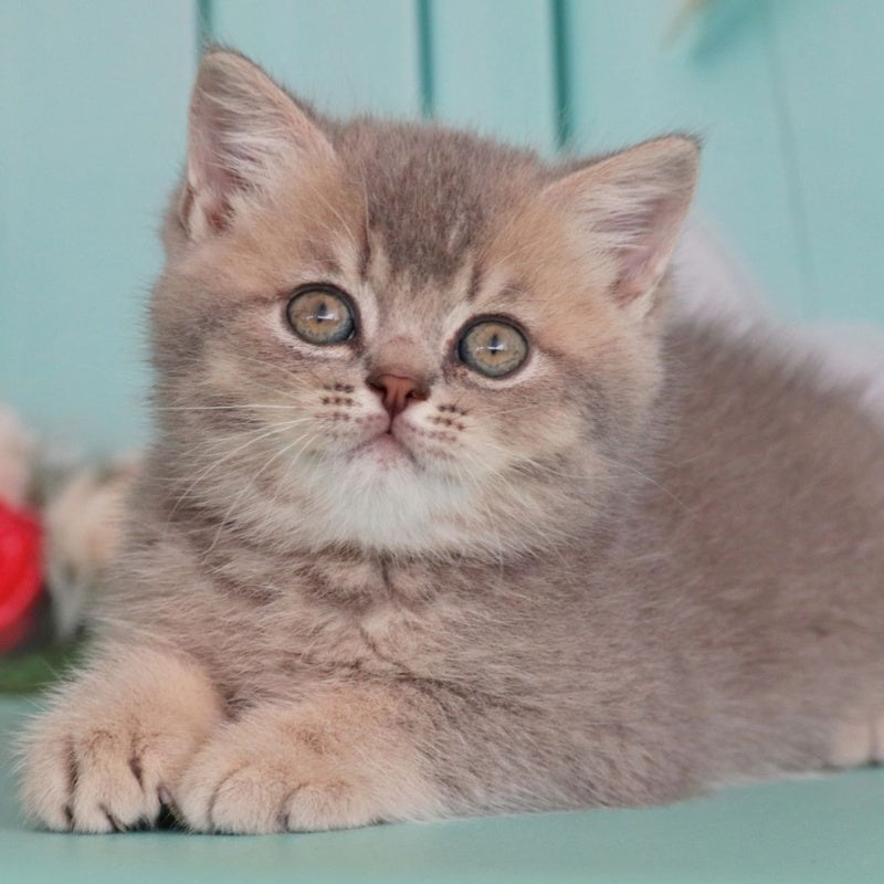 Xavian British Shorthair male, blue golden ticked tabby