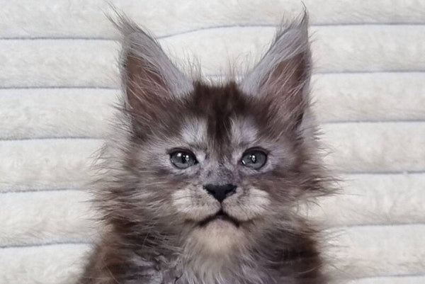 Raven Maine Coon male black silver live animals
