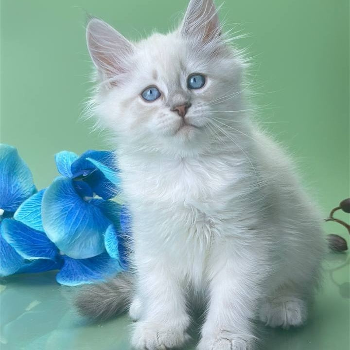 Xavier Siberian male, blue tabby pointed