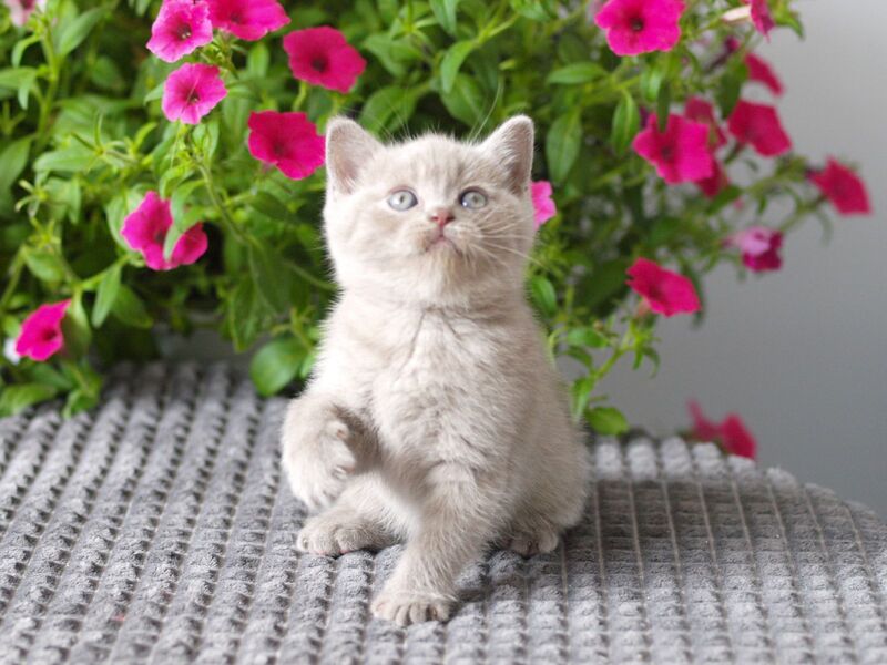 Olex British Shorthair male, lilac