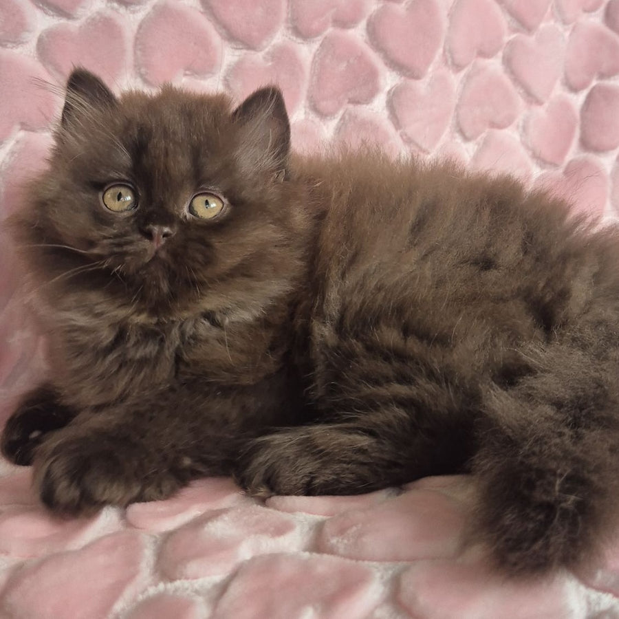 David British Longhair male, chocolate