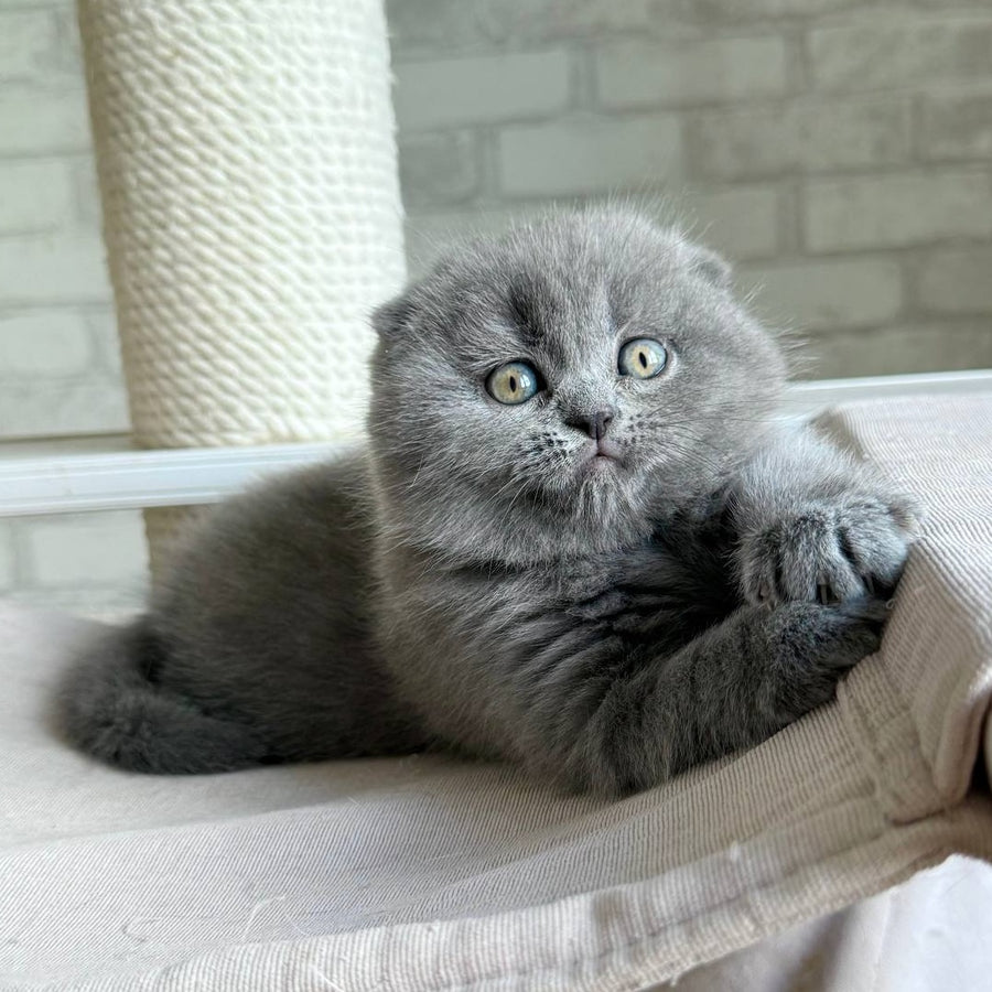 Nora Scottish Fold female, blue