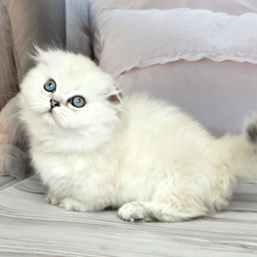 Sapphire Munchkin female, black silver shaded pointed