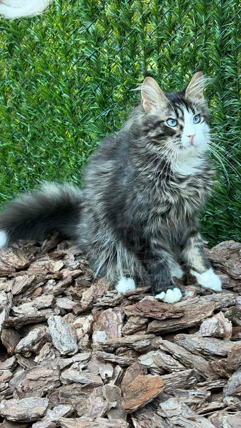 Dior Maine Coon male, black tabby with white