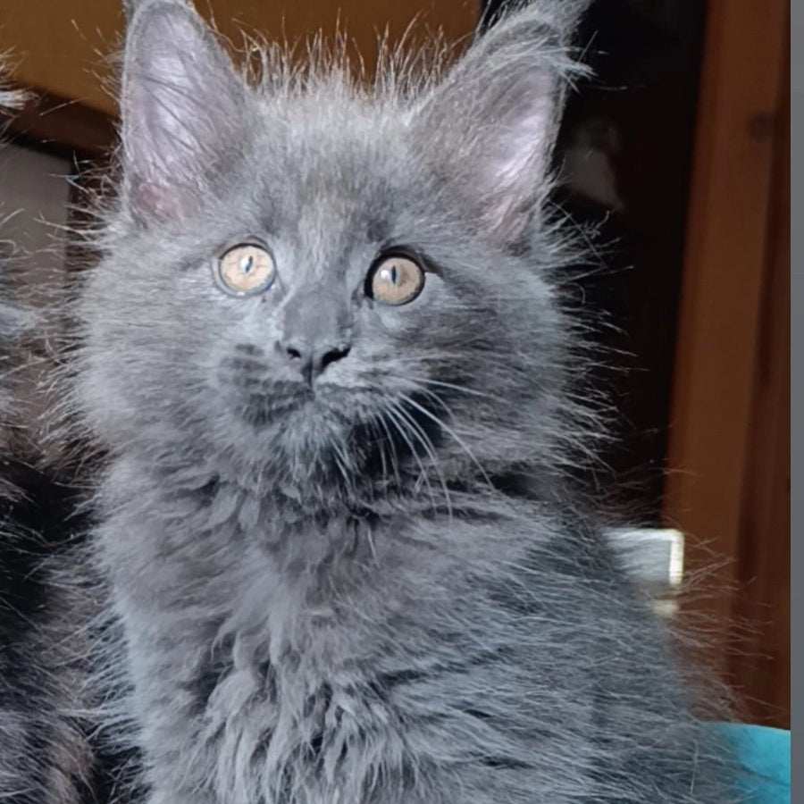 Quasar Maine Coon male, blue