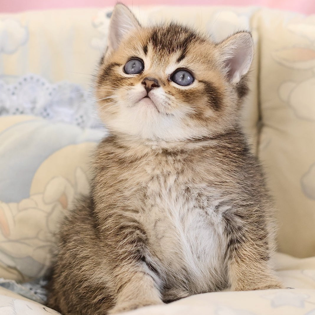 Emir Scottish Straight male, black golden ticked tabby
