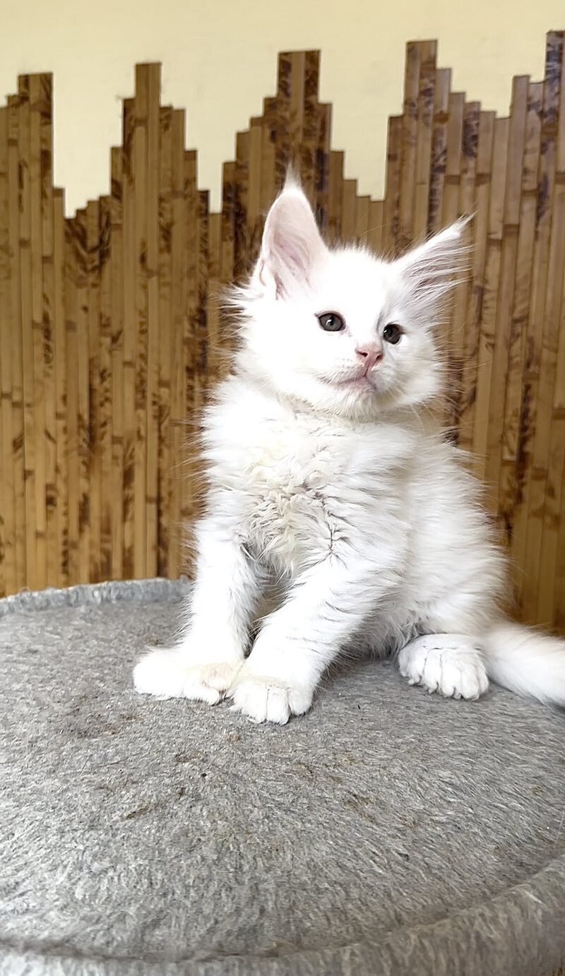 Sebastian Maine Coon polydactyl male, white