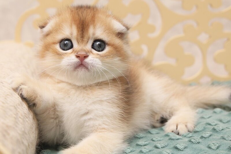 Greta Scottish Fold female black golden shaded - live animals