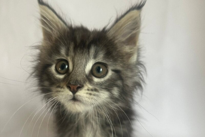 Frida Maine Coon female black tabby - live animals