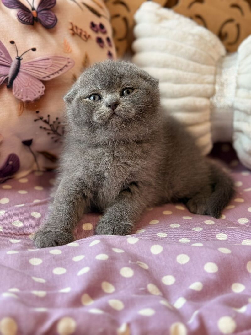 Potapuf Scottish Fold male, blue