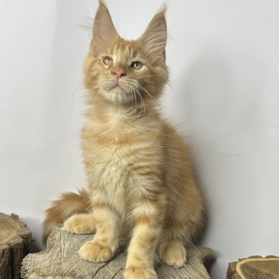 Kunzhut Maine Coon male, red tabby