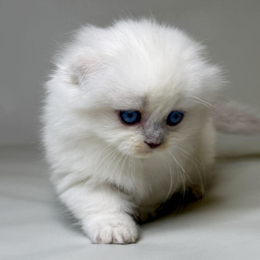 Stormy Munchkin female, blue shaded pointed