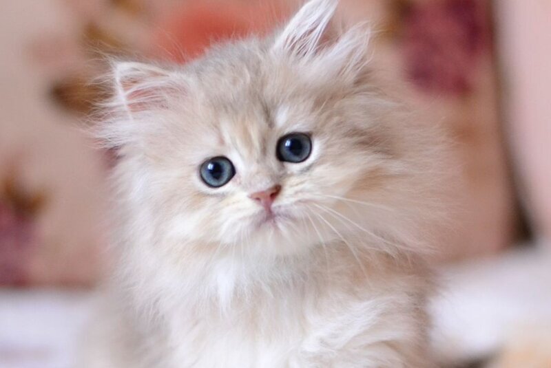 Gigi British Longhair female, blue golden shaded