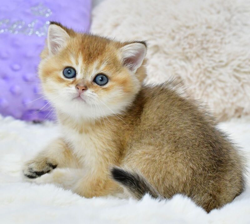 Elvin British Shorthair male, black golden shaded