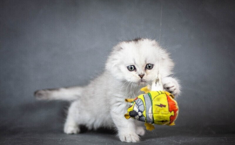 Catrina Scottish Fold female black silver shaded - live animals