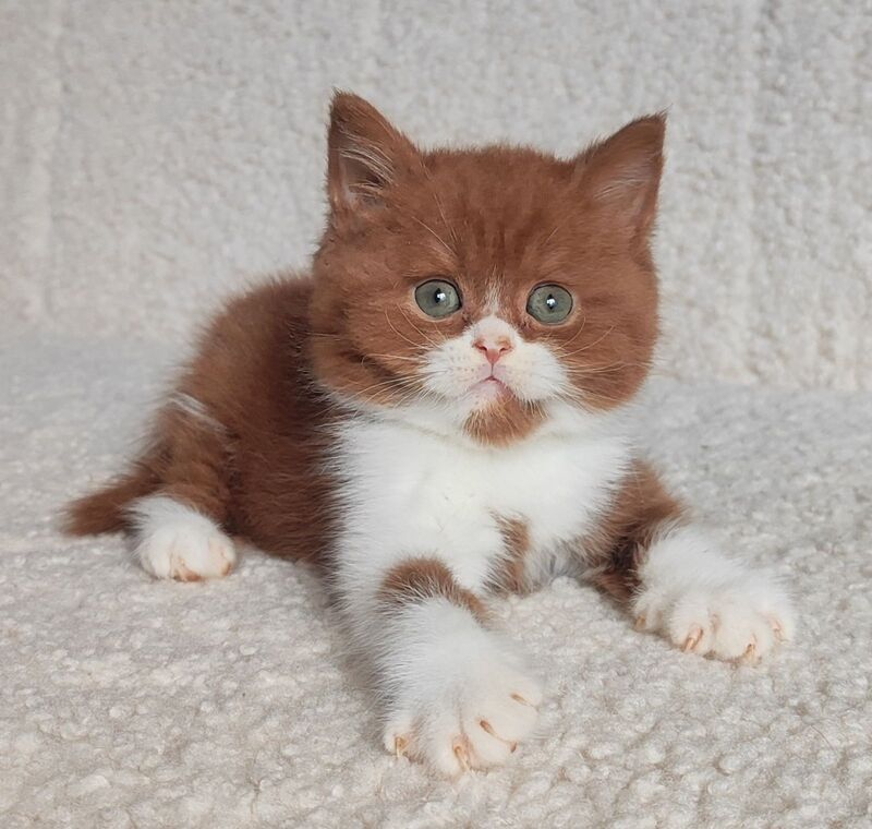 West British Shorthair male cinnamon bicolour - live animals