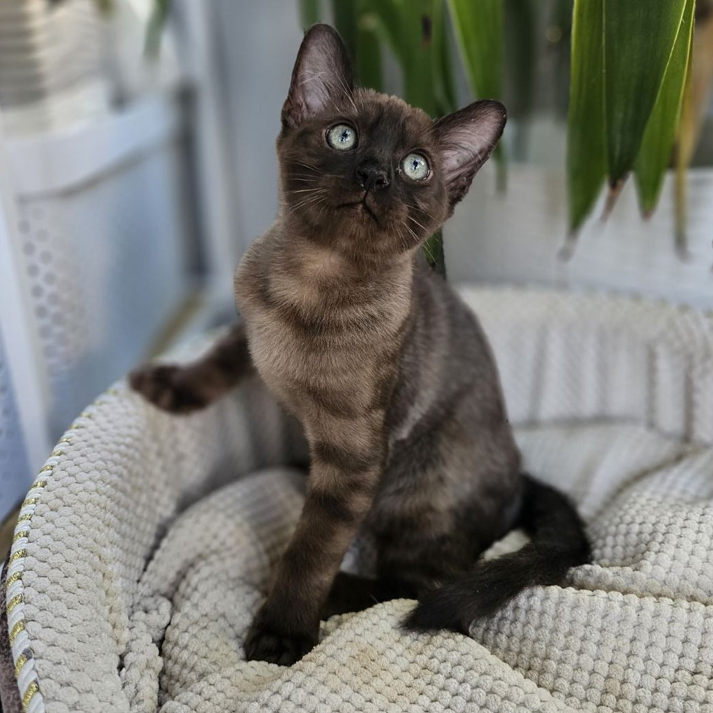 Versace Bengal male, black spotted tabby pointed