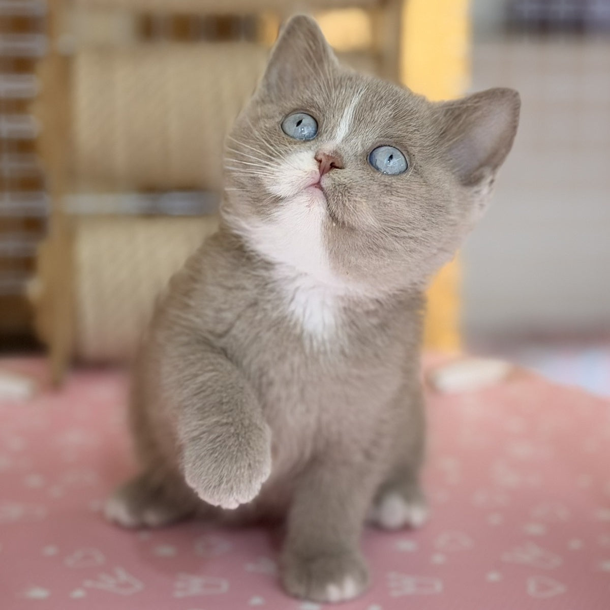 Solena British Shorthair female, lilac with white