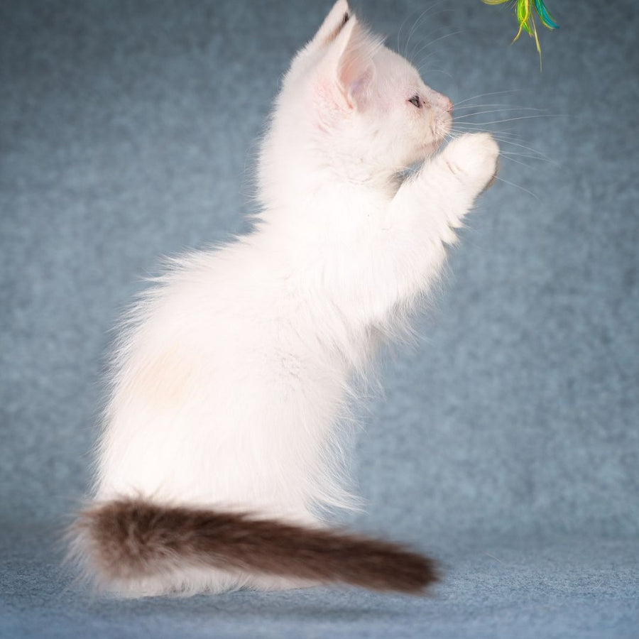 Y-Peter Munchkin male, seal pointed van