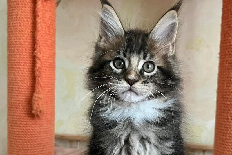 Jaime Maine Coon male, black bicolour tabby