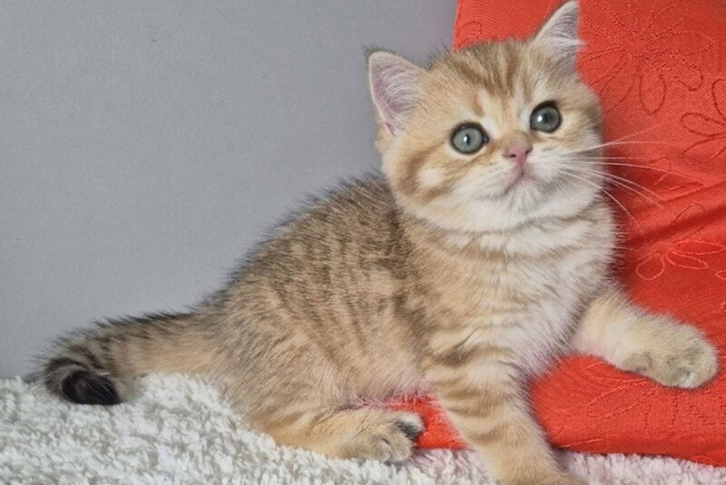 Muffin British Shorthair male chocolate golden spotted tabby - live animals