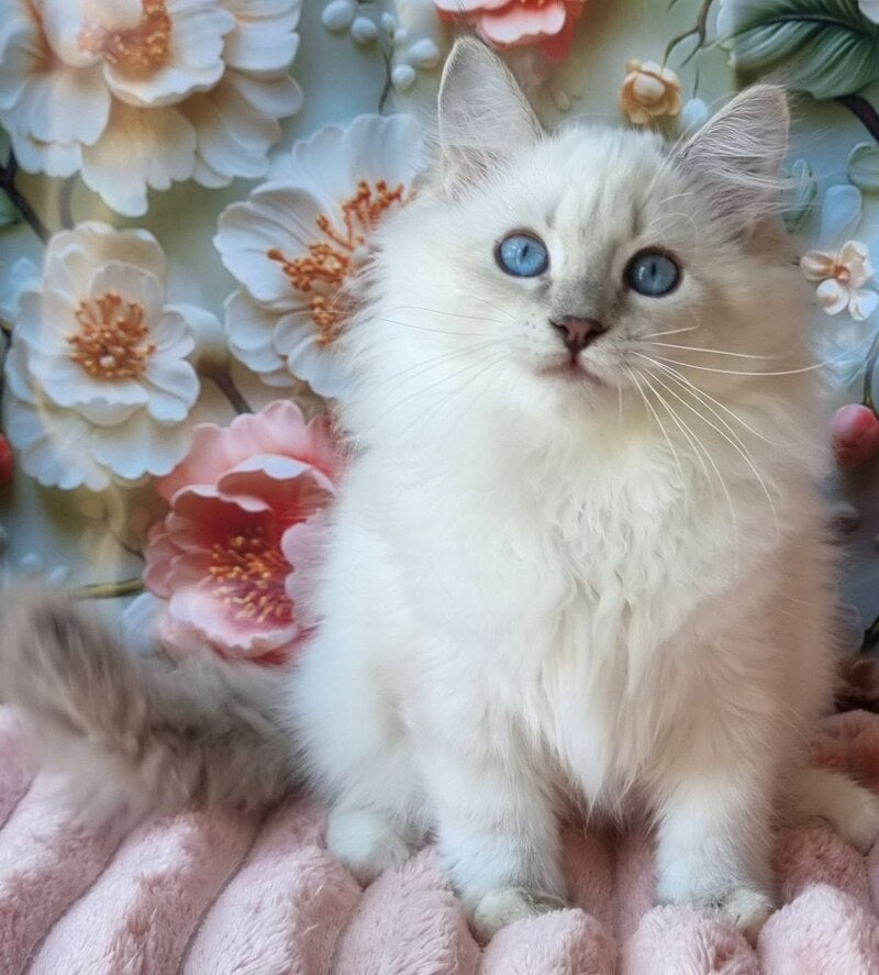 Snowy Siberian female, blue tabby pointed with white