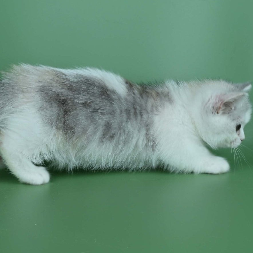Jina Munchkin female, black tortie silver bicolour