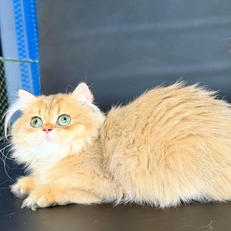 Varo British Longhair female, black golden shaded