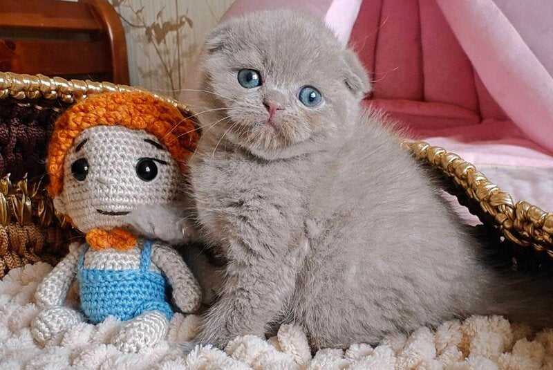 Umi Scottish Fold male, lilac