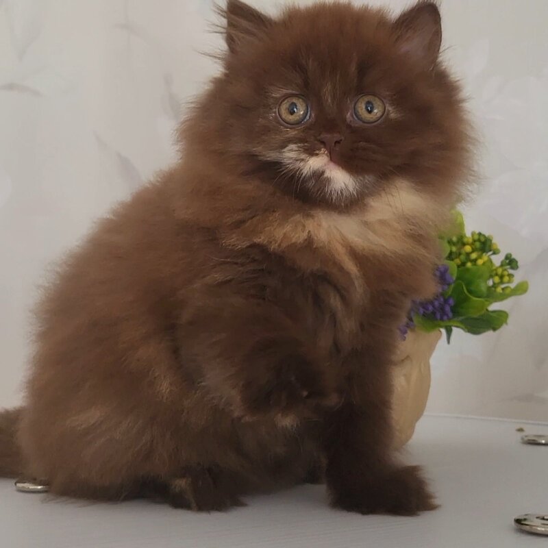 Alisiya British Longhair female chocolate tortie - live animals