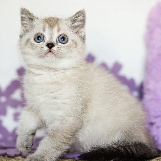 Uoker Scottish Straight male, black ticked tabby pointed