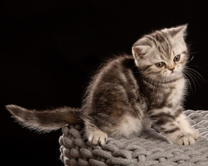 Nicole Scottish Straight female black silver tabby - live animals