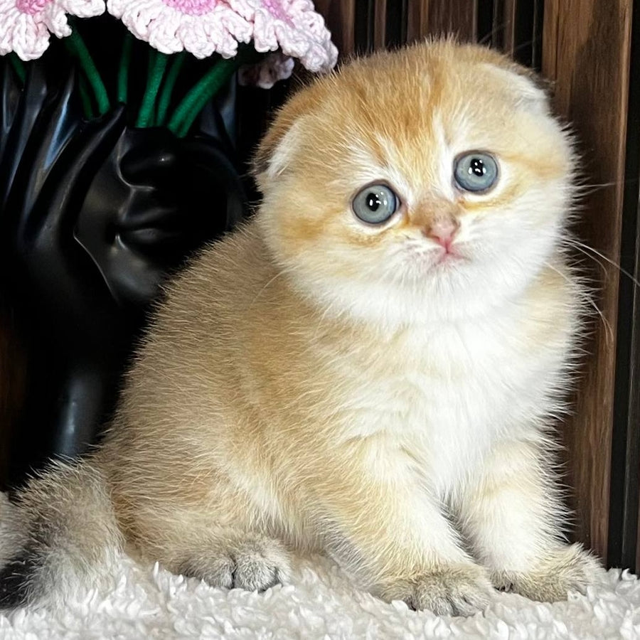 Mirabel Scottish Fold female, black golden chinchilla