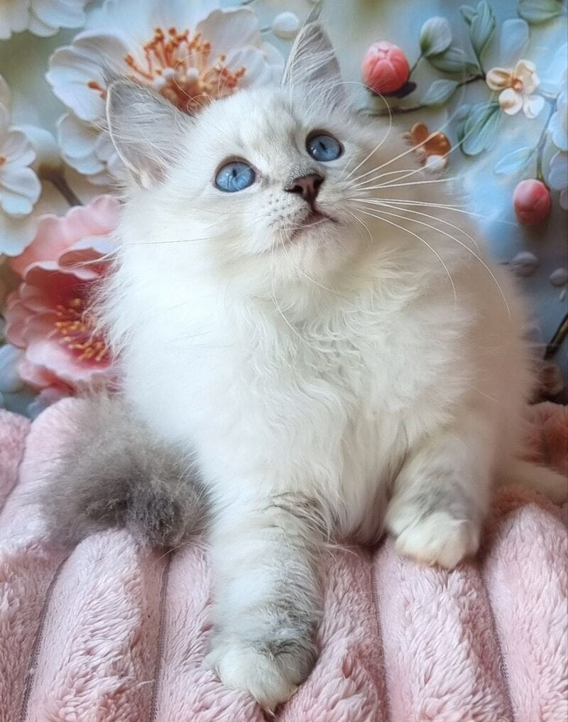 Snowy Siberian female, blue tabby pointed with white