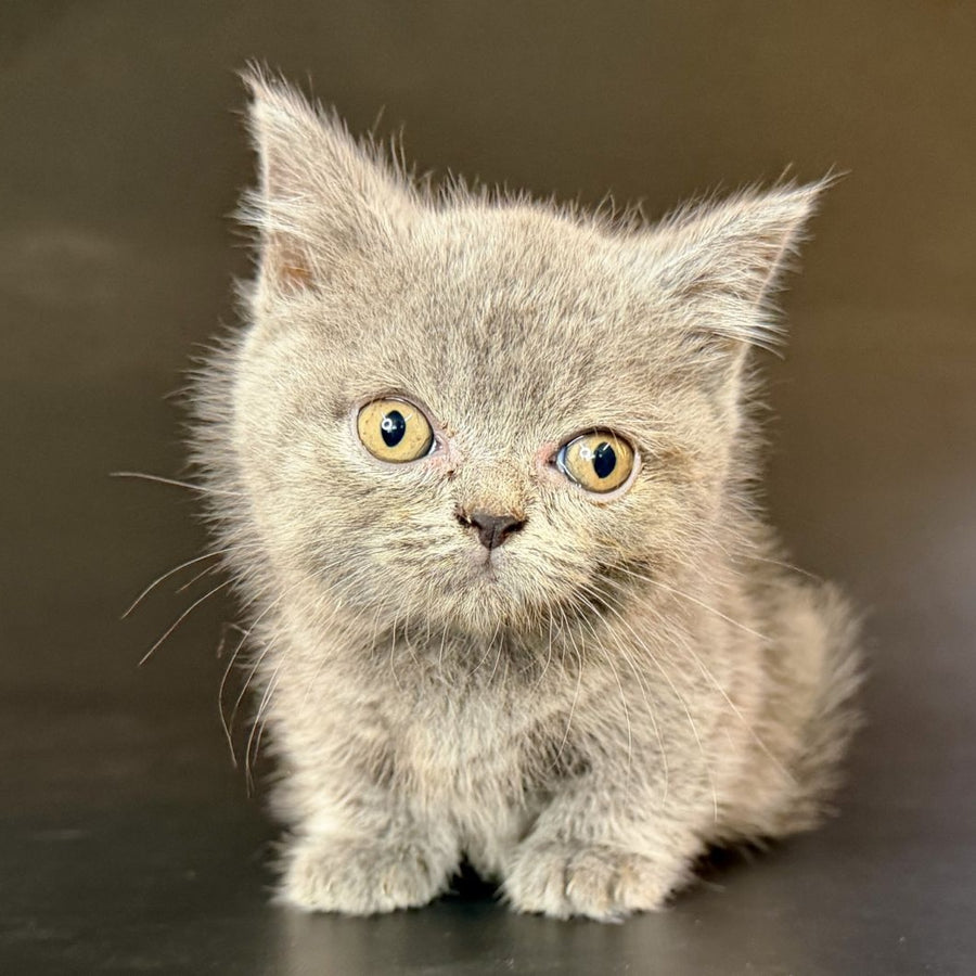 Alfie Munchkin male, blue