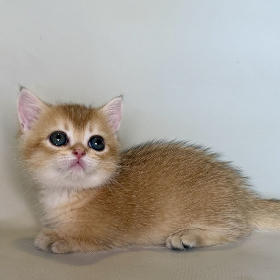 Quirka Munchkin female, black golden shaded
