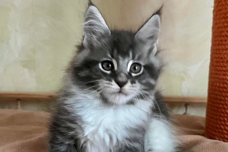 Jeremy Maine Coon male, blue bicolour tabby