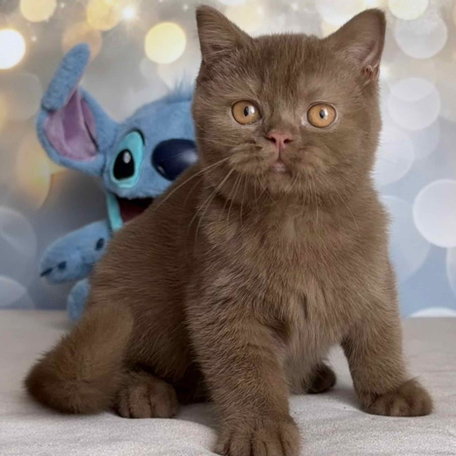 Patrick British Shorthair male, cinnamon