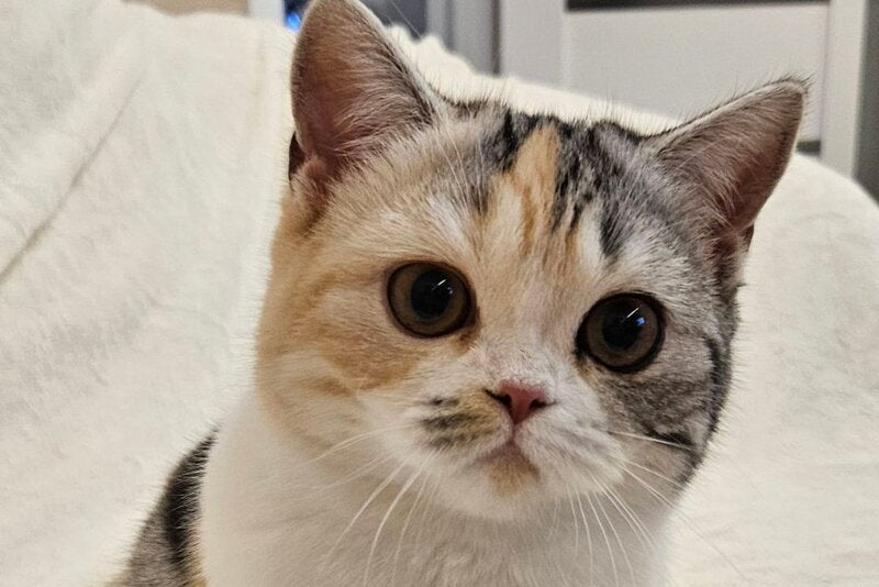 Malvina Scottish Straight female, black tortie silver tabby bicolour