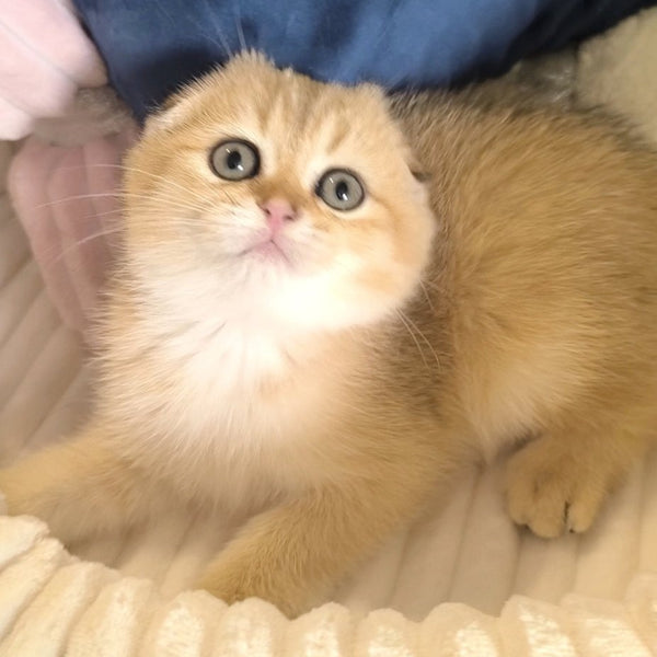 Marik Scottish Fold male, black golden ticked tabby