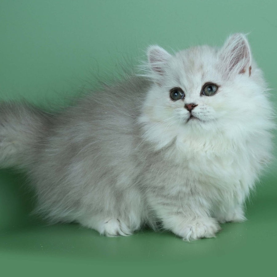 Jane Munchkin female, chocolate silver shaded