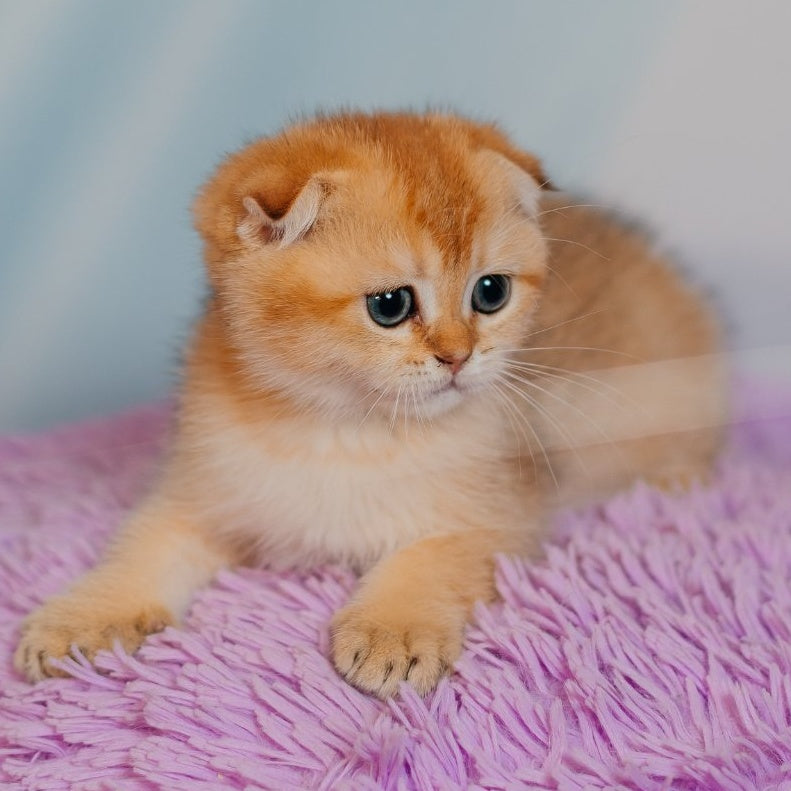 Felix Scottish Fold male, black golden shaded