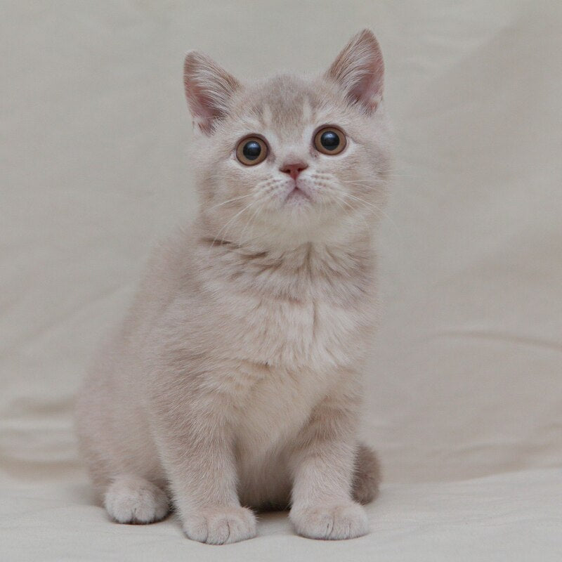 Nastyasha British Shorthair female, lilac ticked tabby