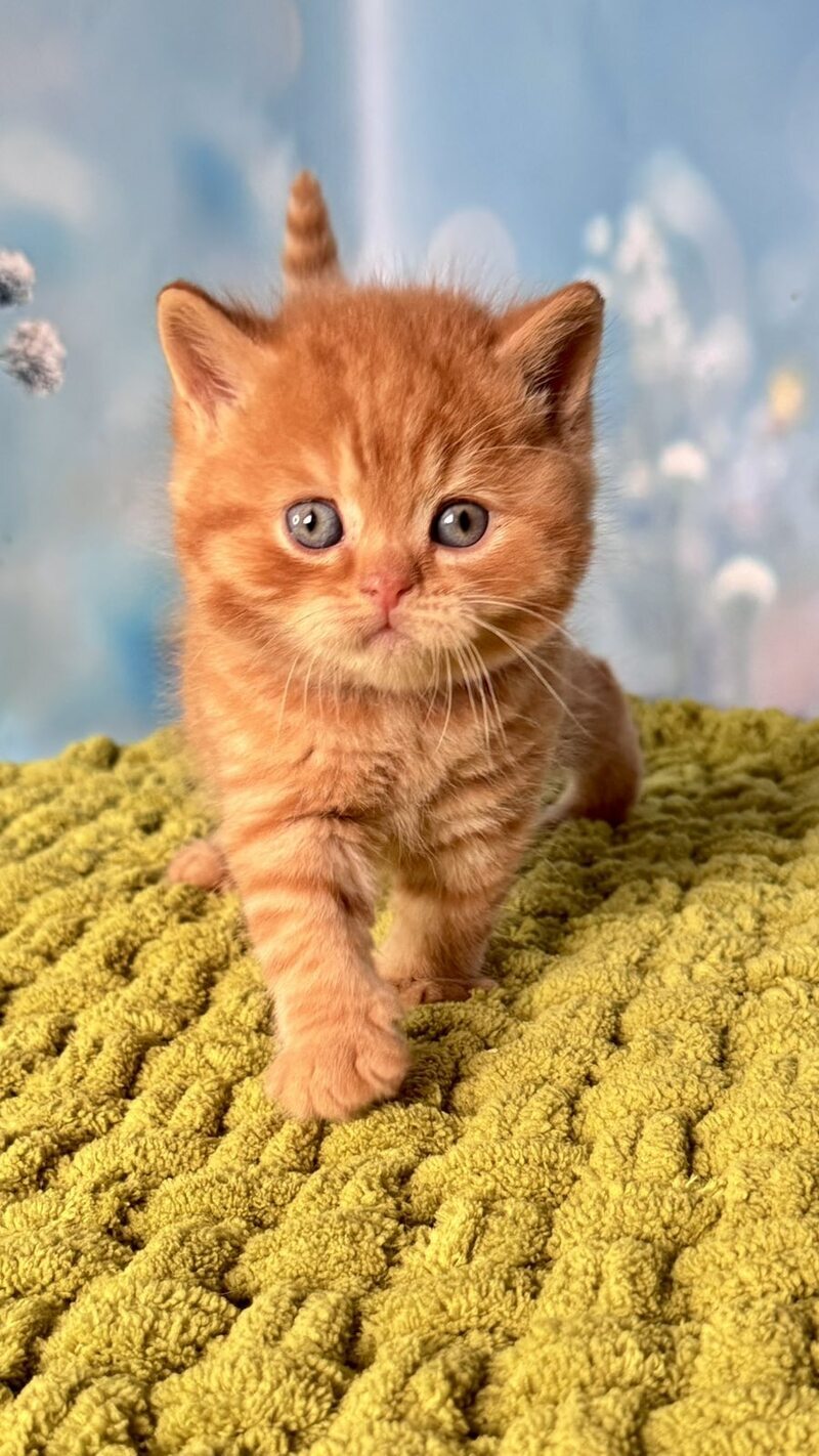 George British Shorthair male red - live animals