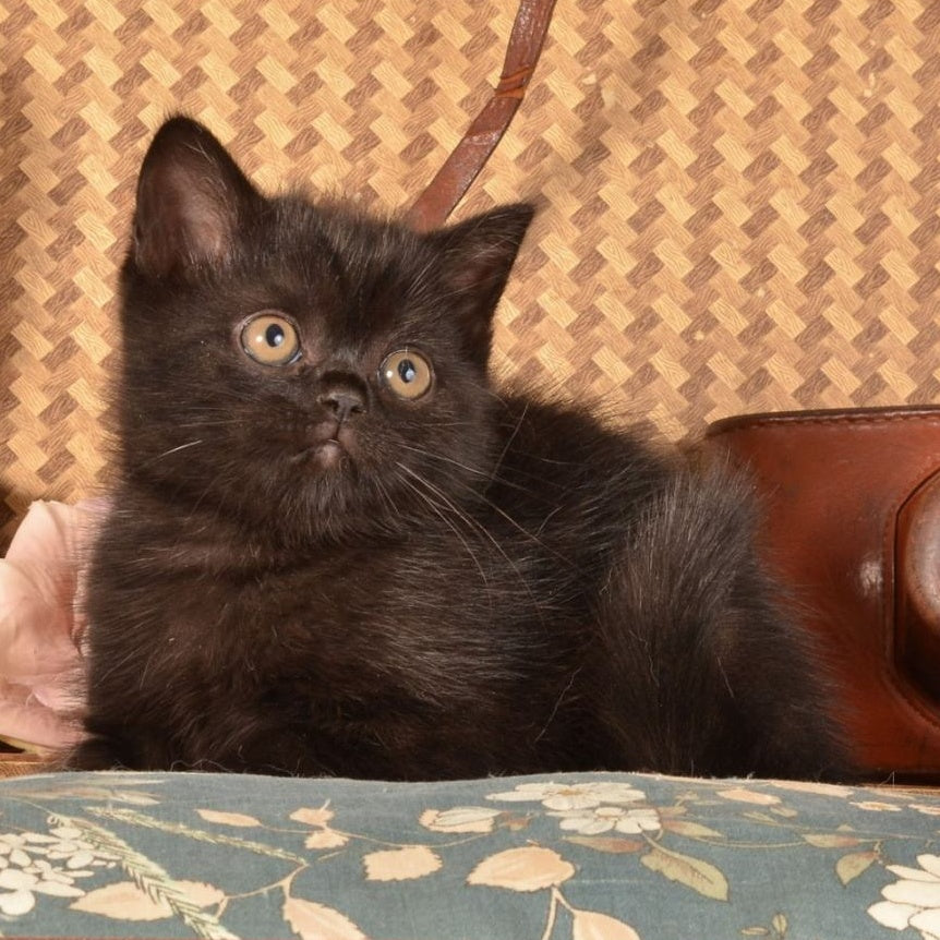Natan Scottish Straight male, black